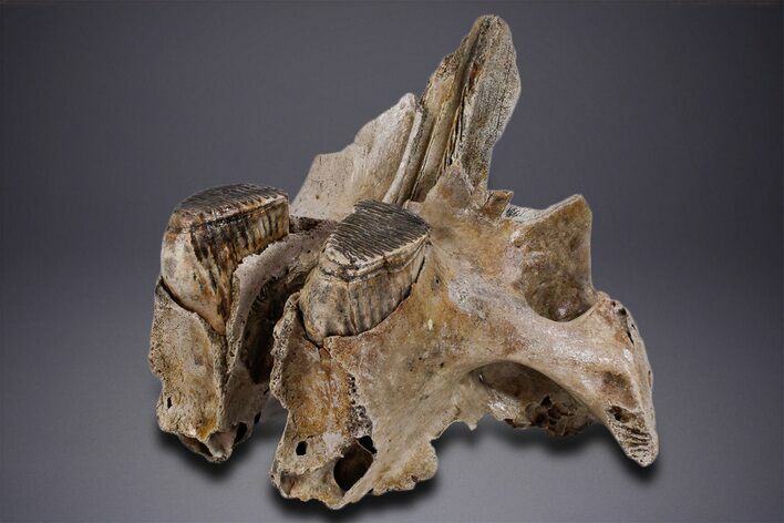 Woolly Mammoth Partial Skull w/ M & M Molars - North Sea #357060